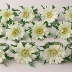 Dunelm Set Of 12 Gerbera Napkin Rings 7cm -Kitchen Warehouse 1000182744 alt02